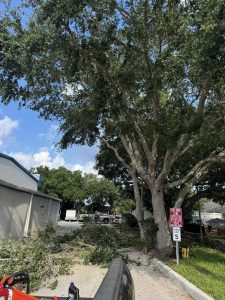 Landscaping in St. Petersburg & Surrounding Areas