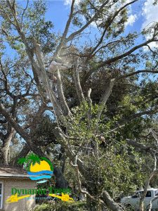 Landscaping in St. Petersburg & Surrounding Areas