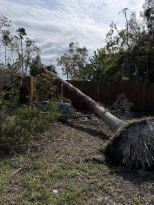 Landscaping in St. Petersburg & Surrounding Areas