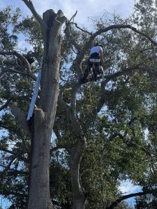 Landscaping in St. Petersburg & Surrounding Areas