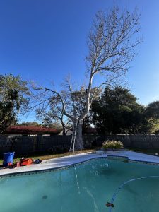 Landscaping in St. Petersburg & Surrounding Areas