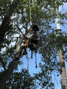 Landscaping in St. Petersburg & Surrounding Areas