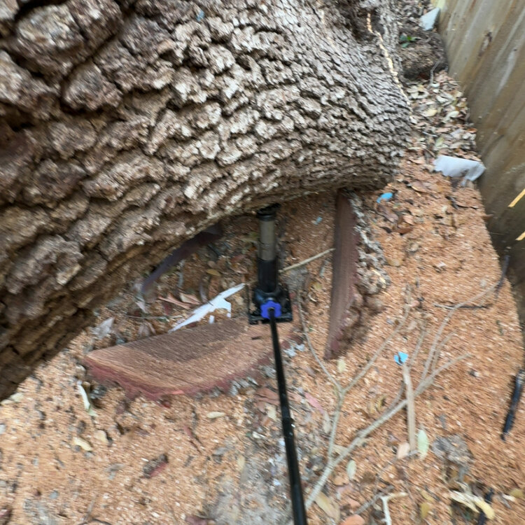 Tree Services in St. Petersburg, FL