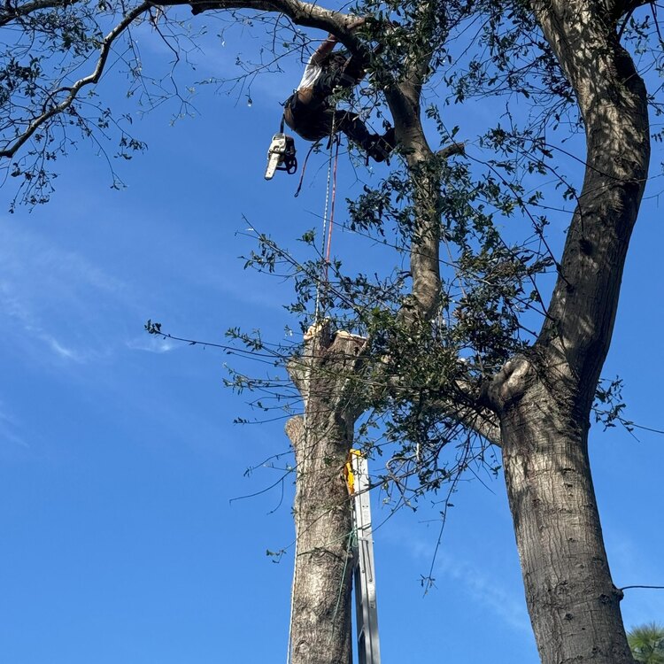 Tree Services in St. Petersburg, FL