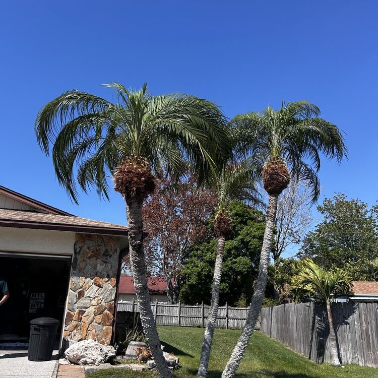 Tree Services in St. Petersburg, FL