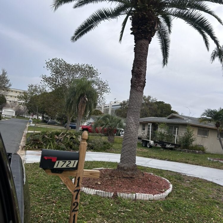 Tree Services in St. Petersburg, FL