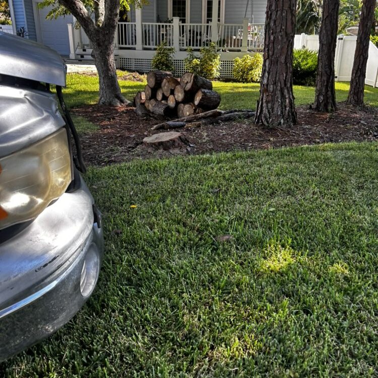 Tree Services in St. Petersburg, FL
