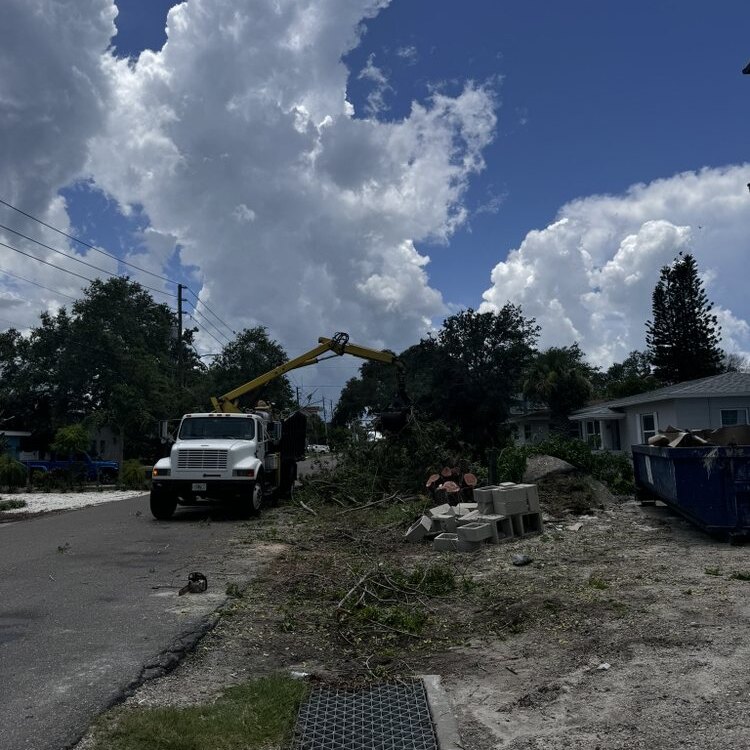 Tree Services in St. Petersburg, FL