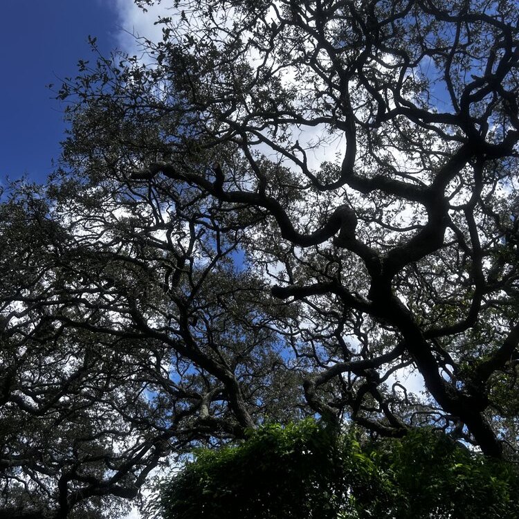 Tree Services in St. Petersburg, FL