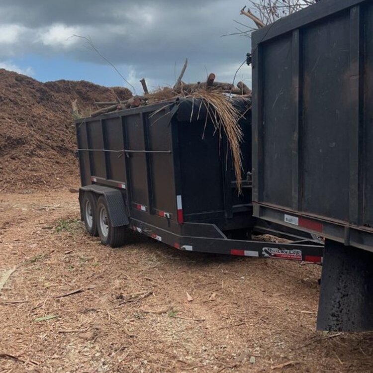 Tree Services in St. Petersburg, FL