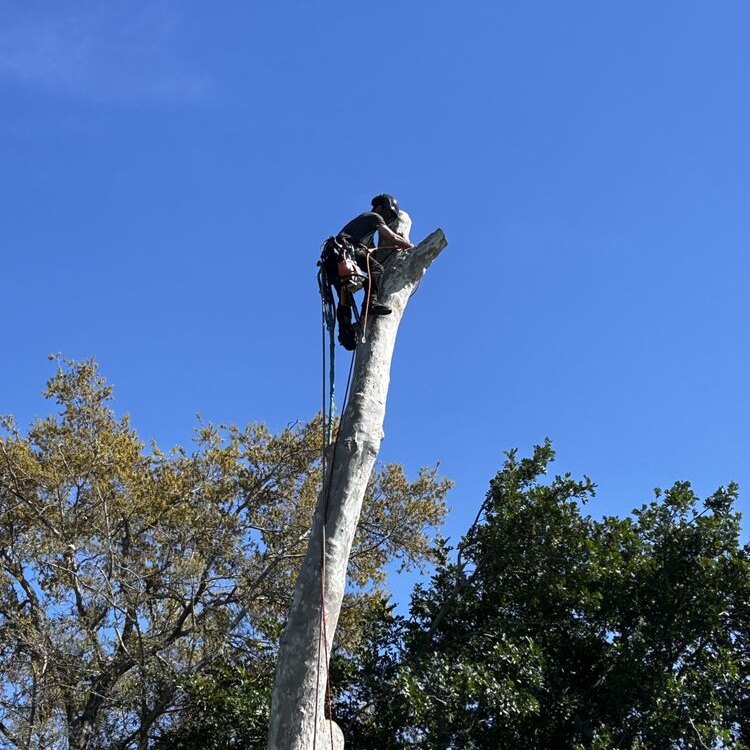 Tree Services in St. Petersburg, FL