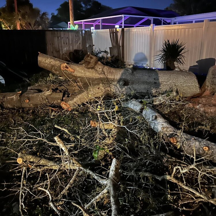 Tree Services in St. Petersburg, FL
