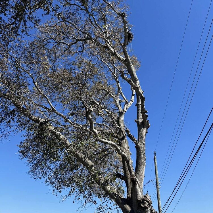 Tree Services in St. Petersburg, FL