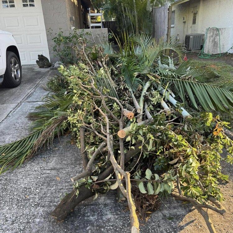 Tree Services in St. Petersburg, FL