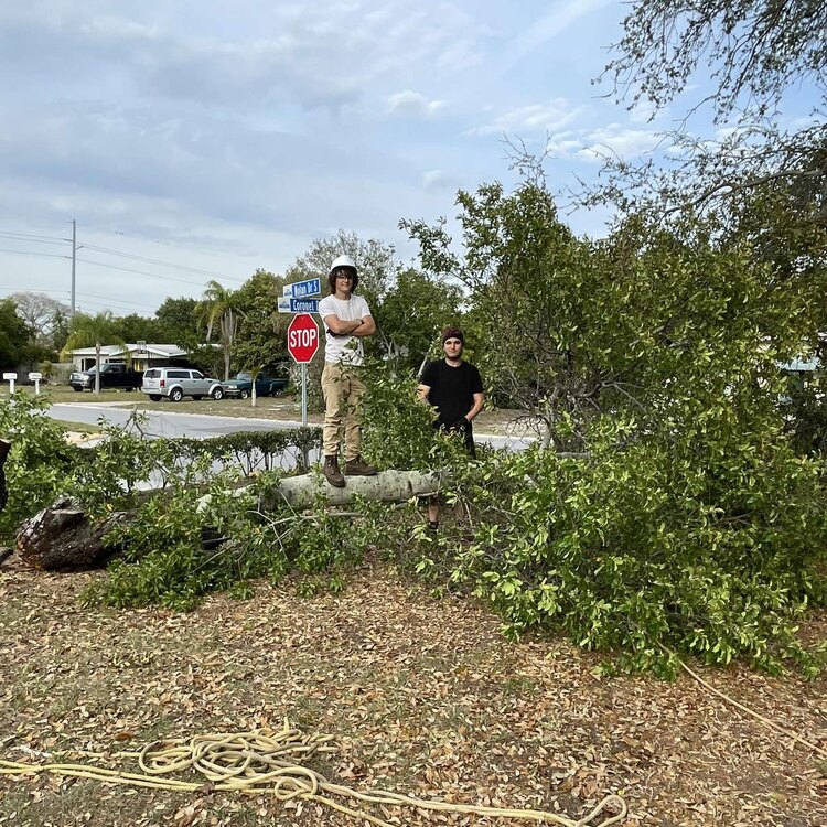 Tree Services in St. Petersburg, FL