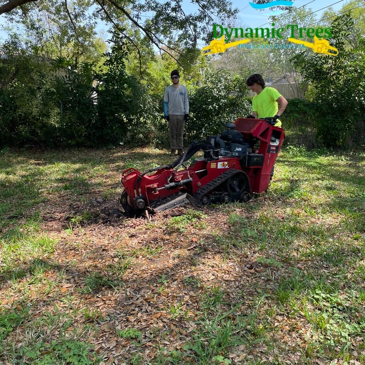 Tree Services in St. Petersburg, FL