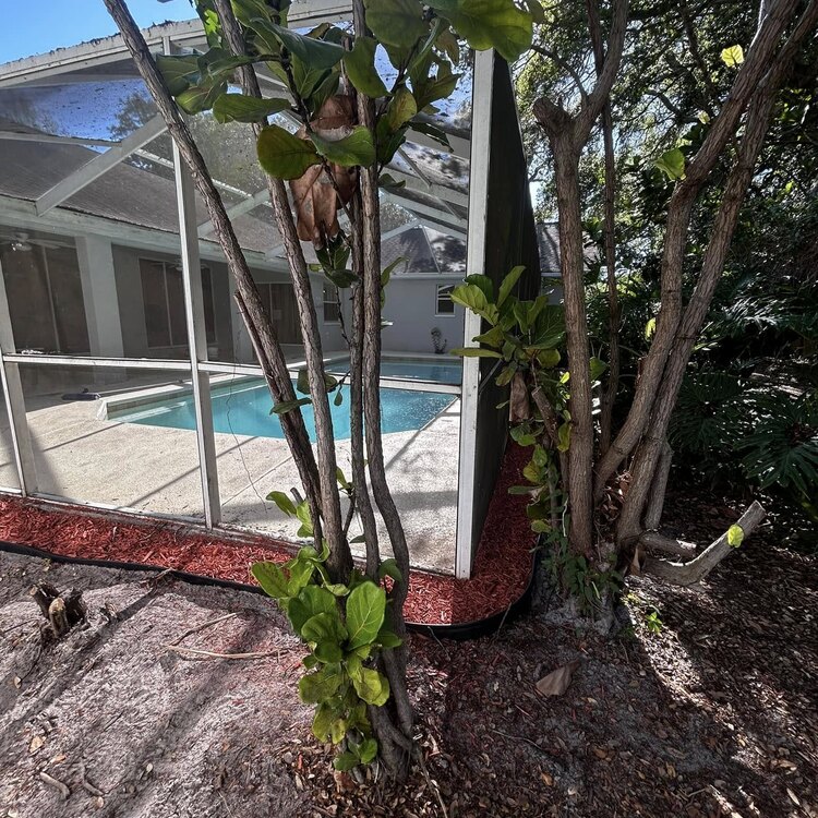 Tree Services in St. Petersburg, FL