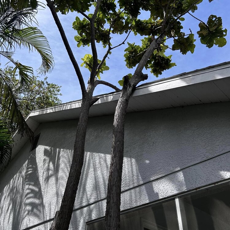 Tree Services in St. Petersburg, FL