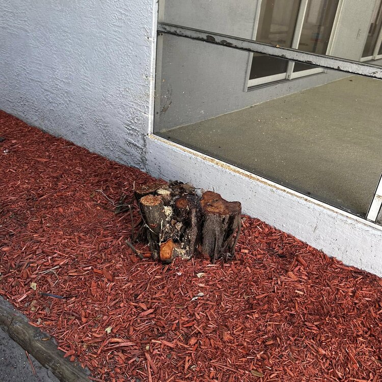 Tree Services in St. Petersburg, FL