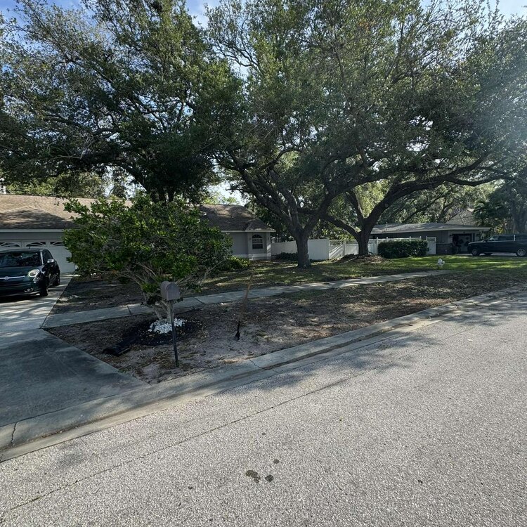 Tree Services in St. Petersburg, FL