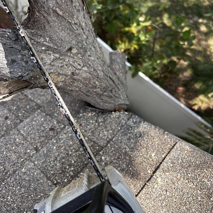 Tree Services in St. Petersburg, FL