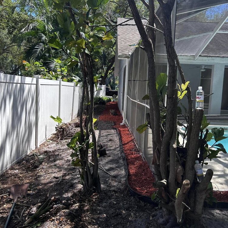 Tree Services in St. Petersburg, FL