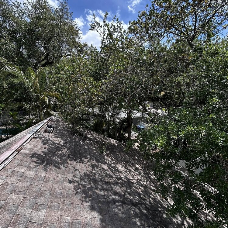 Tree Services in St. Petersburg, FL