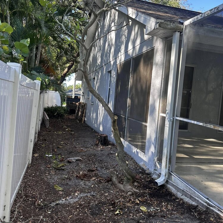 Tree Services in St. Petersburg, FL