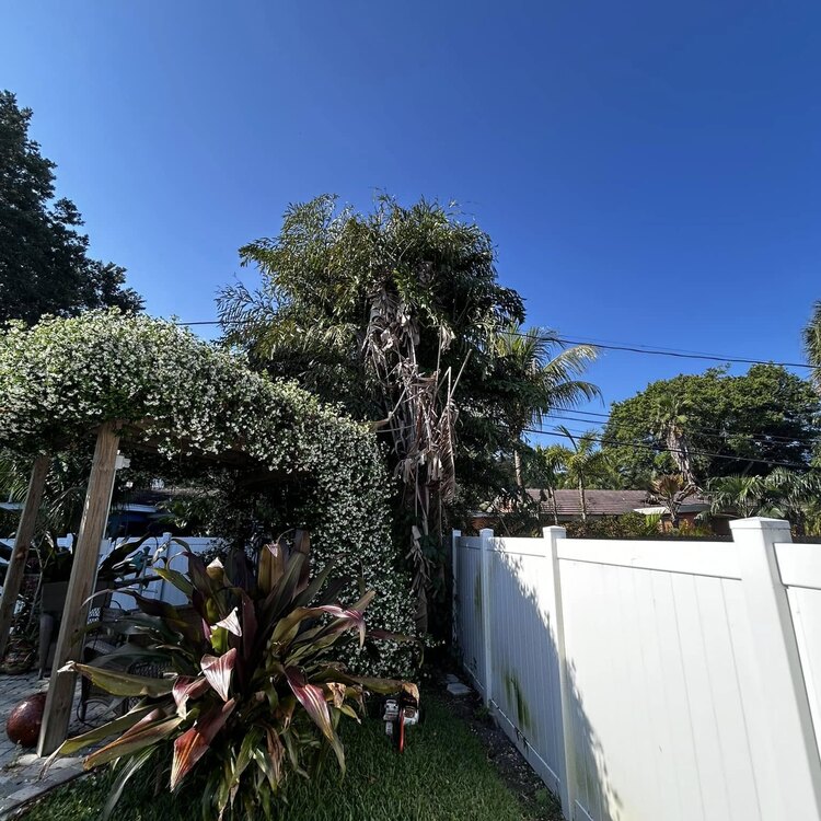 Tree Services in St. Petersburg, FL