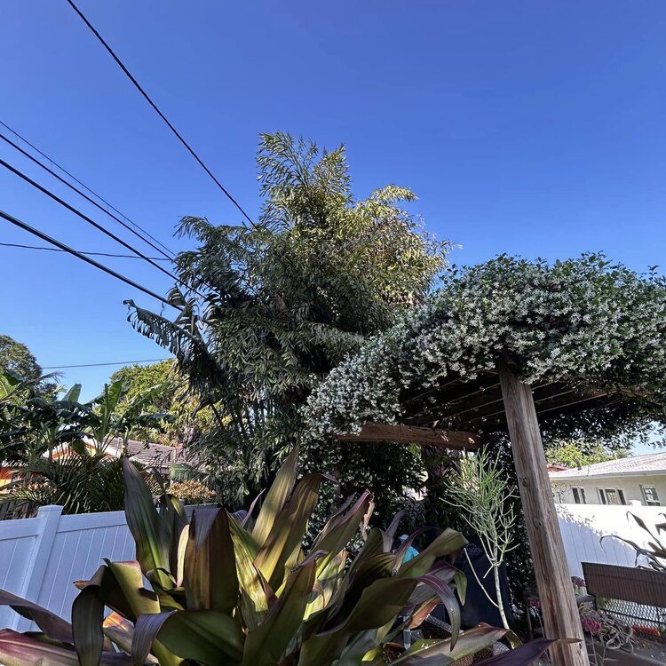 Tree Services in St. Petersburg, FL