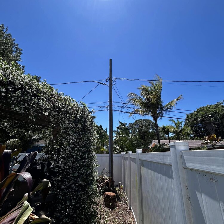 Tree Services in St. Petersburg, FL