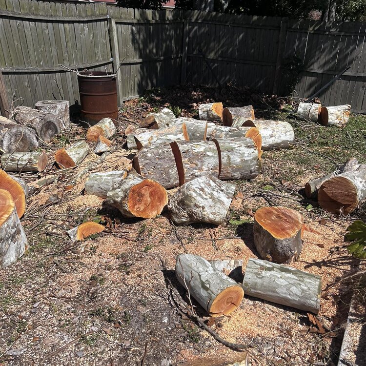 Tree Services in St. Petersburg, FL