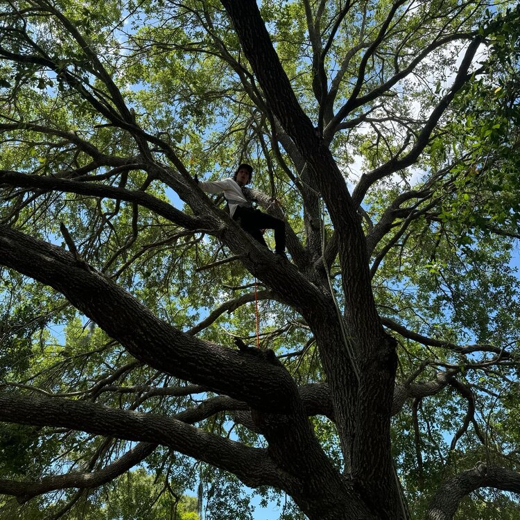 Tree Services in St. Petersburg, FL