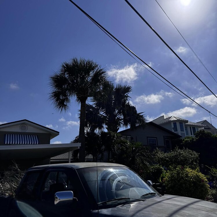 Tree Services in St. Petersburg, FL