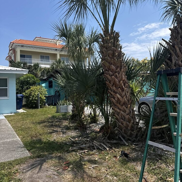 Tree Services in St. Petersburg, FL