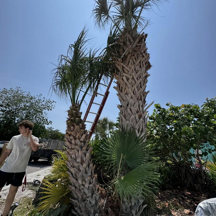 Tree Services in St. Petersburg, FL