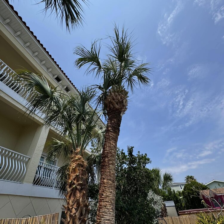 Tree Services in St. Petersburg, FL