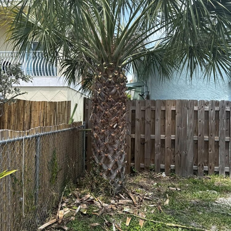 Tree Services in St. Petersburg, FL