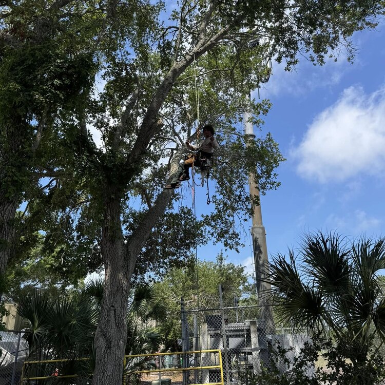 Tree Services in St. Petersburg, FL