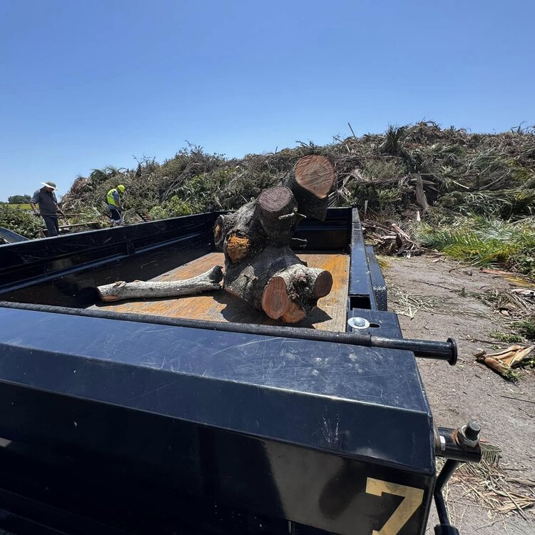 Tree Services in St. Petersburg, FL