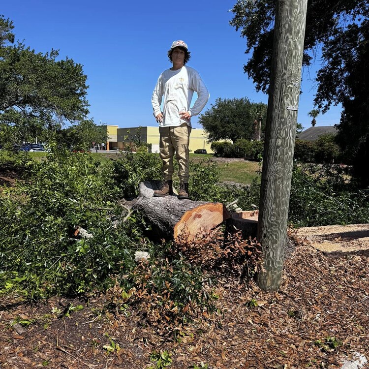 Tree Services in St. Petersburg, FL