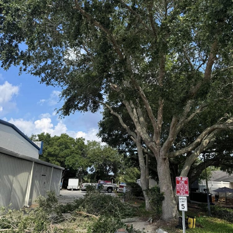 Tree Services in St. Petersburg, FL
