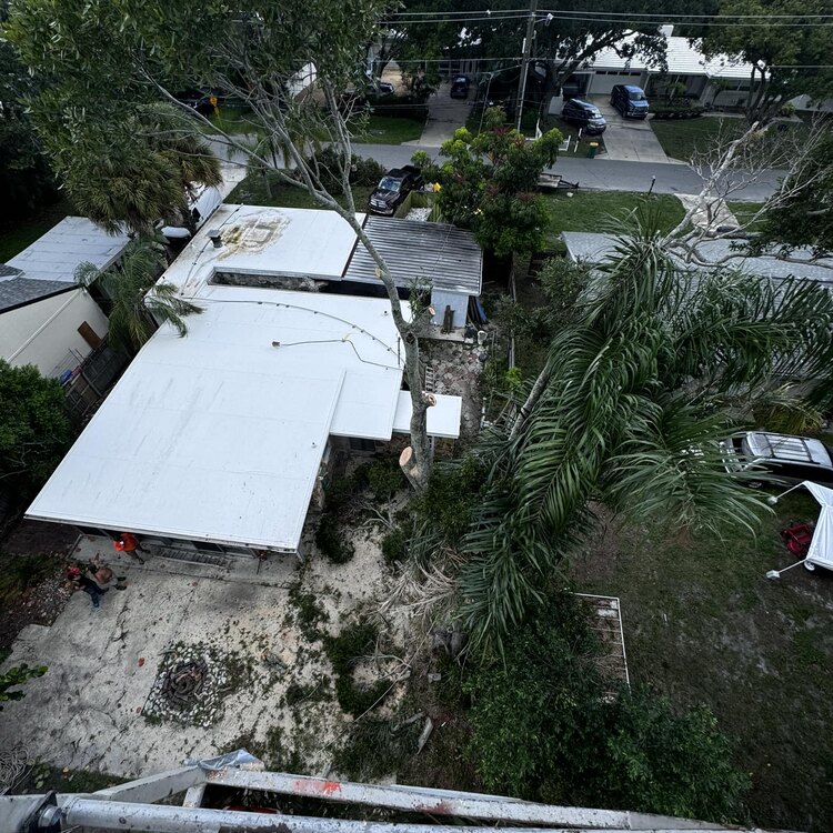 Tree Services in St. Petersburg, FL