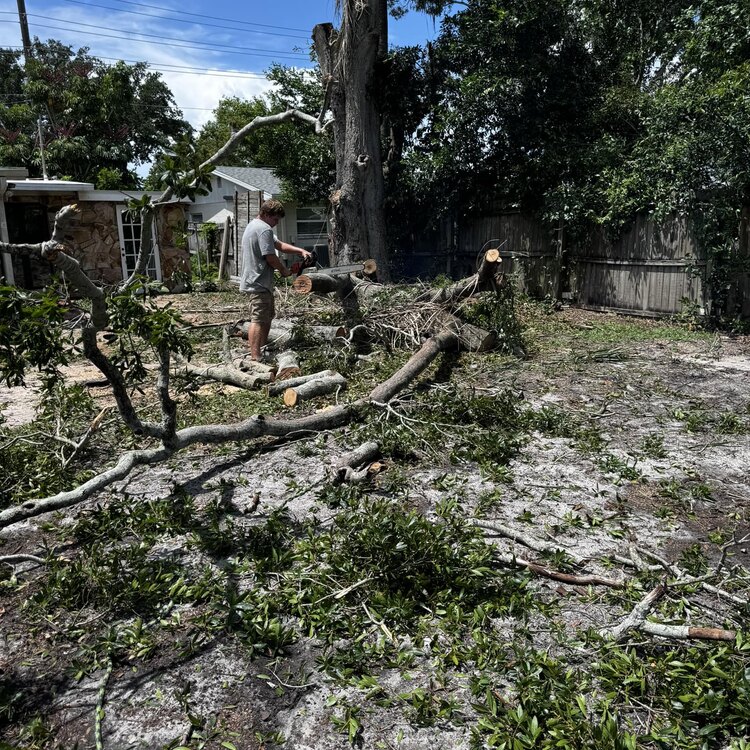 Tree Services in St. Petersburg, FL