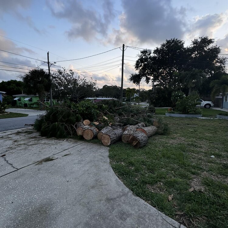 Tree Services in St. Petersburg, FL