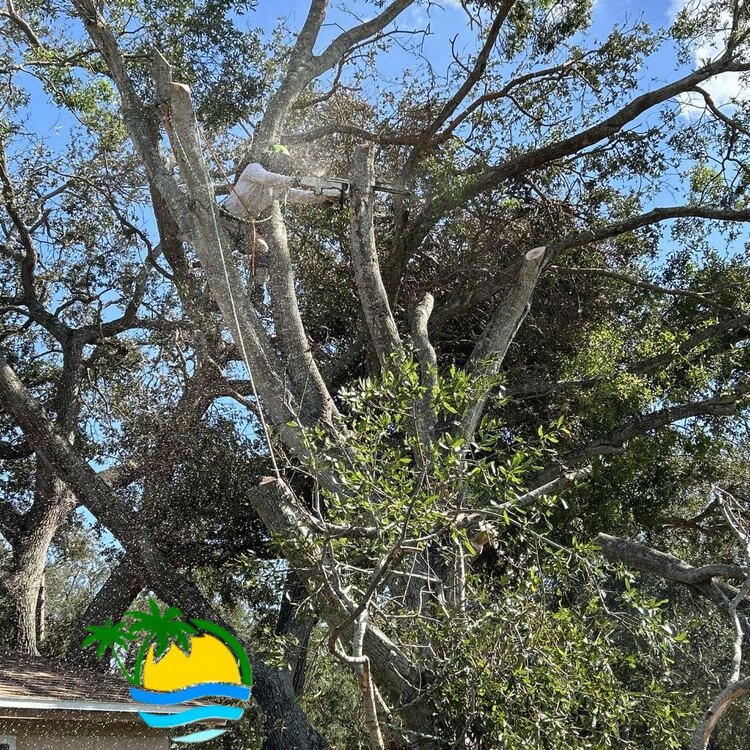 Tree Services in St. Petersburg, FL