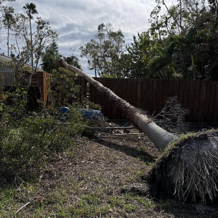 Tree Services in St. Petersburg, FL