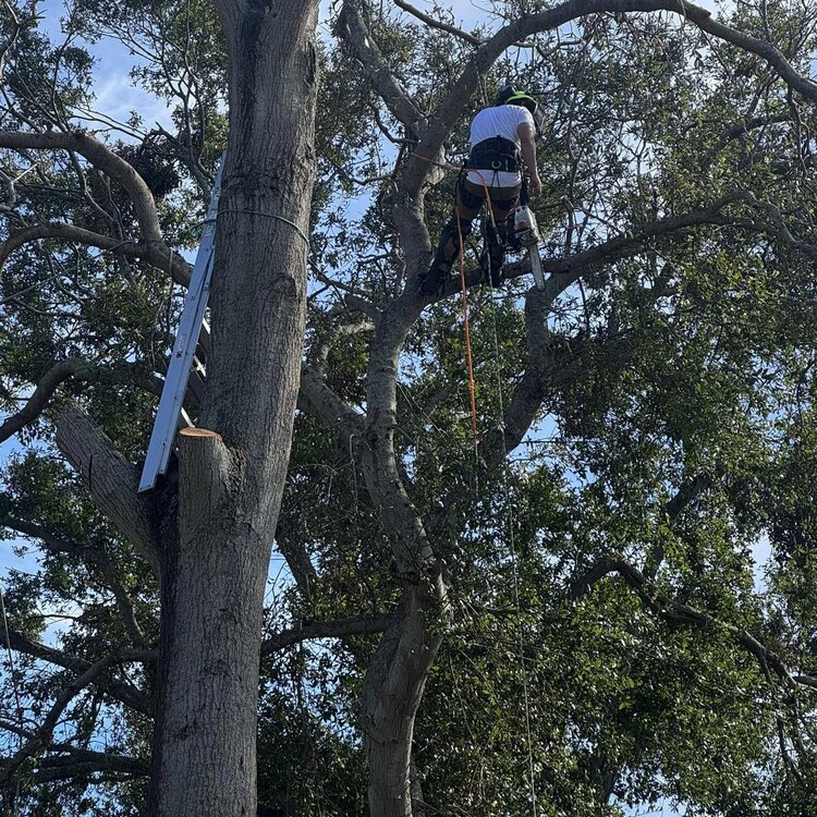 Tree Services in St. Petersburg, FL