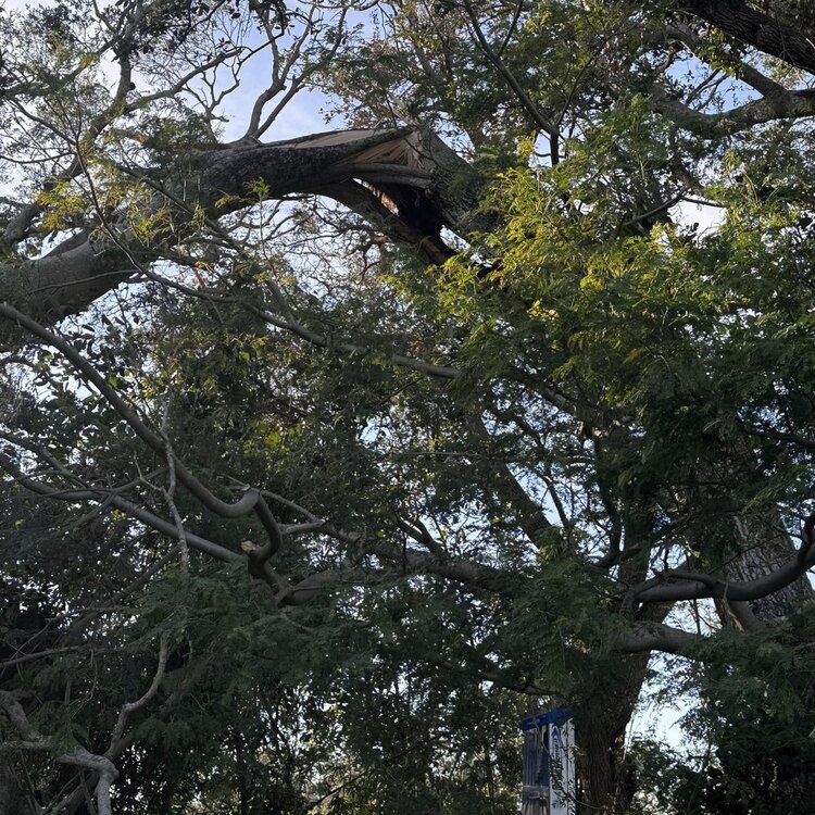 Tree Services in St. Petersburg, FL