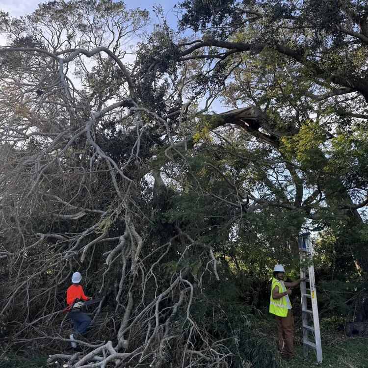 Tree Services in St. Petersburg, FL